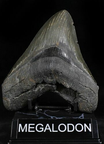 Serrated Megalodon Tooth - South Carolina #21950